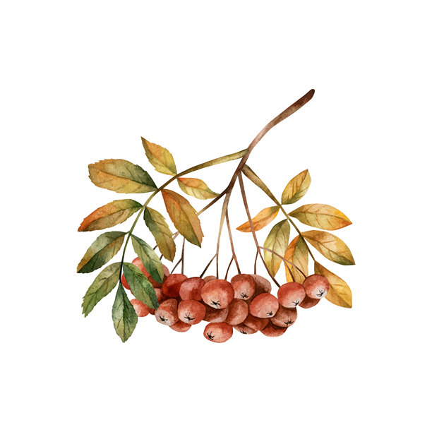带有成熟红色浆果和叶子的 Rowan 树枝。秋季树叶。水彩手绘的秋季花卉孤立插图。图片下载