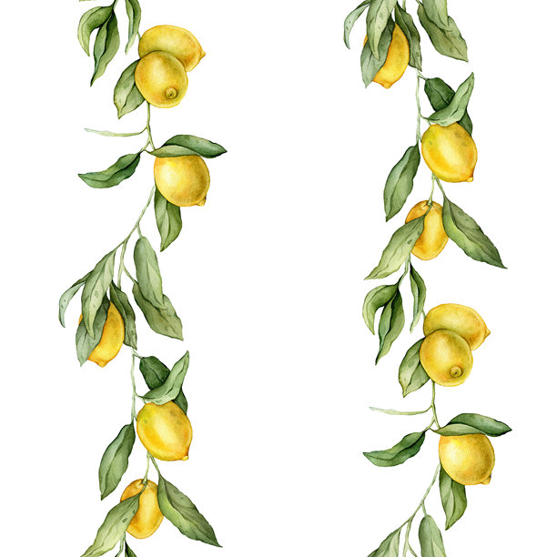 无缝垂直边框或横幅热带柠檬。手绘水彩插图，背景为白色。柑橘图案适用于框架或横幅。带有绿色叶子的水果用于产品标签。图片下载