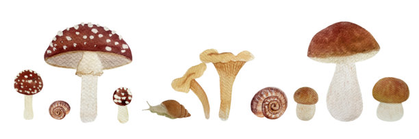 野生蘑菇水彩插图，背景为白色。牛肝菌，鸡腿菇。图片下载