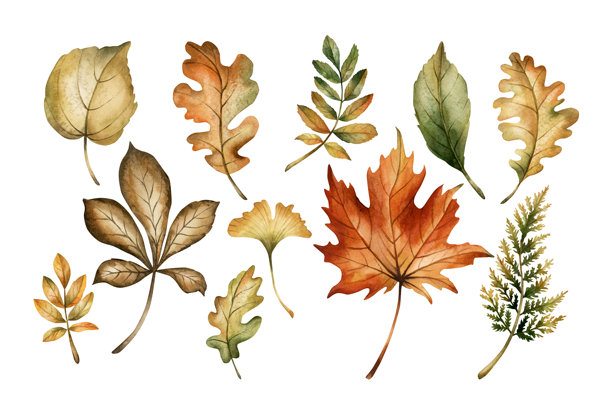 秋天的树叶。秋季落叶的组合。枫树、橡树、蕨类、山楂树、桦树、银杏。水彩手绘花卉插图图片下载