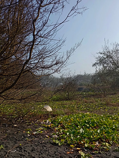 黑沙滩的特写照片，伴有一些海滩植物图片下载