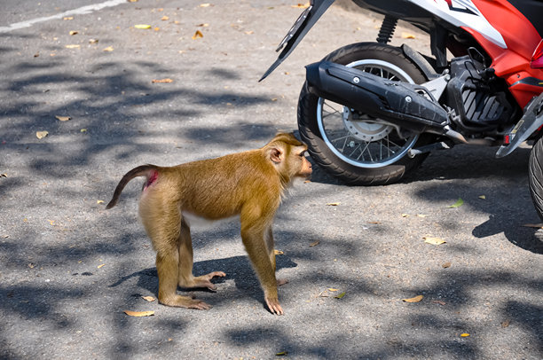 泰国街头的猕猴。猴子的照片图片下载