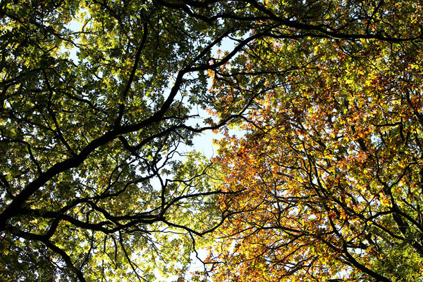 一张向上仰望秋季森林中秋天色彩的照片，展现了英国的森林景色。图片下载