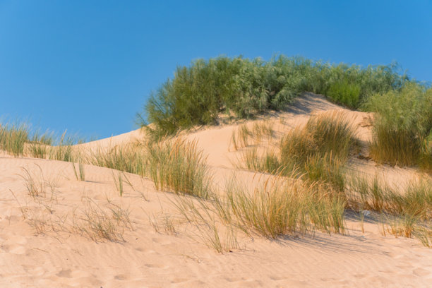 沙丘上长满了草和灌木。阳光明媚的夏日沙漠。美丽的沙漠自然照片。图片下载