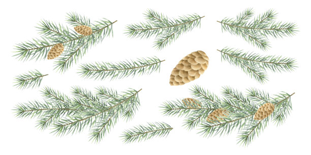 圣诞冷杉树枝与松果水彩插图集。手绘绿色云杉树枝及针叶。用于新年贺卡模板和节日设计的独立元素集。图片下载