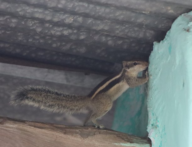 可爱的松鼠在森林中吃食物，清晨旅行时拍摄的照片图片下载