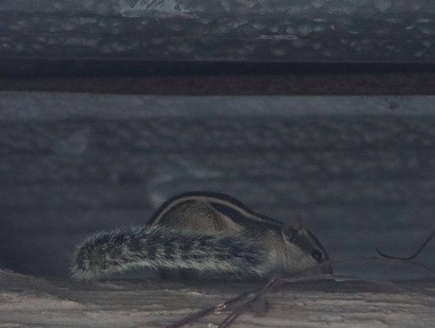 可爱的松鼠在森林中吃食物，清晨旅行时拍摄的照片图片下载