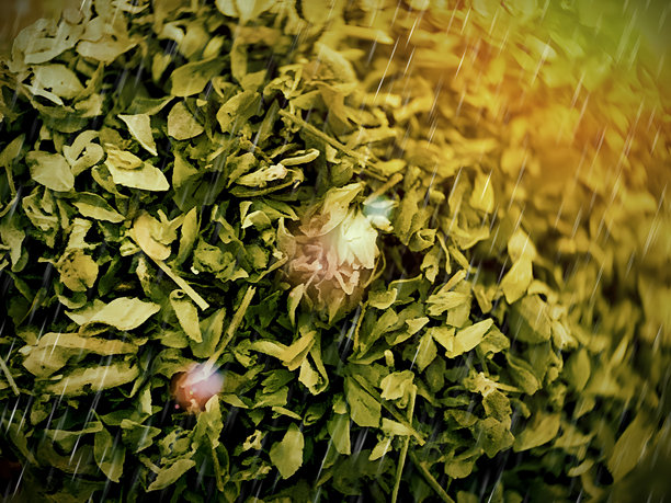 自然纹理的创意照片图片下载