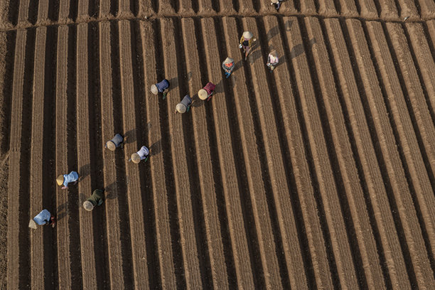 在田野中按照新的清洁农业和食品安全标准种植胡萝卜。照片拍摄于2024年10月13日，地点：北宁。图片下载