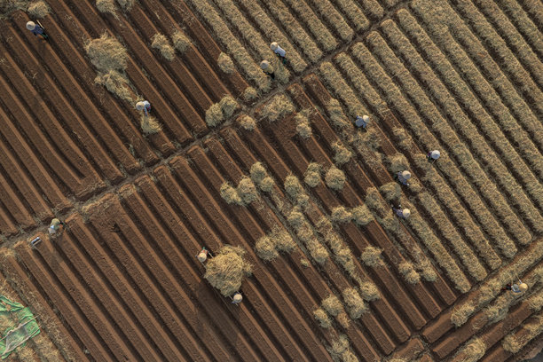 在田野中按照新的清洁农业和食品安全标准种植胡萝卜。照片拍摄于2024年10月13日，地点：北宁。图片下载