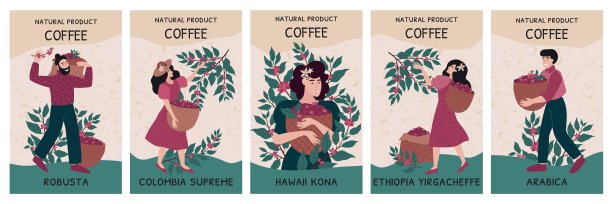 咖啡包装。豆类标签图案或哥伦比亚和埃塞俄比亚饮品。咖啡海报，肯尼亚种植园收割工，有机饮料。男女正在采摘。矢量设计插图。图片下载