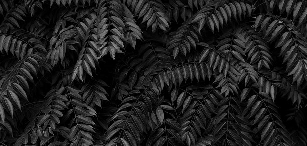 异国植物狭叶的深色花卉图案灰度库存图片图片下载