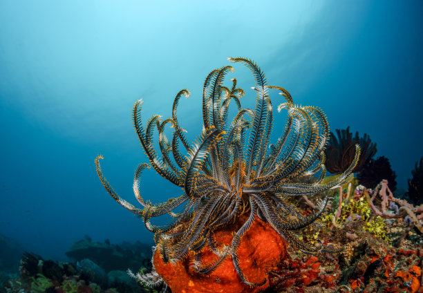 菲律宾潜水拍摄的海百合水下照片。图片下载