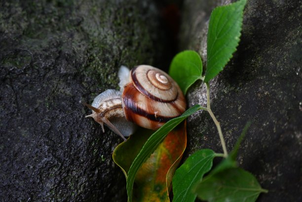 蜗牛的运动。软体动物背景素材。图片下载