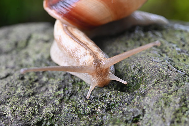 蜗牛的运动。软体动物背景素材。图片下载