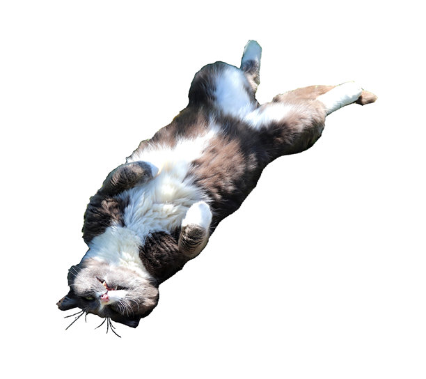 灰色猫咪仰卧，前爪 tucked 在身下，头部转向一侧 - 彩色照片，适合设计使用图片下载