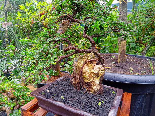 花园中黑色花盆里的盆栽特写照片图片下载
