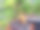 花园中黑色花盆里的盆栽特写照片图片下载