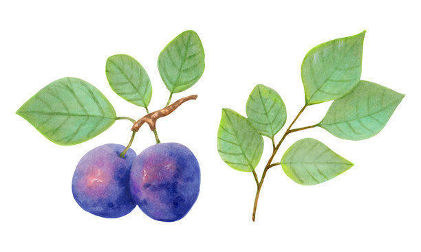 梅子。逼真的带有浆果和叶子的树枝。水彩和马克笔插图。手绘的独立艺术作品。带有水果的植物艺术，适用于食品或果汁包装设计。烹饪菜单。图片下载