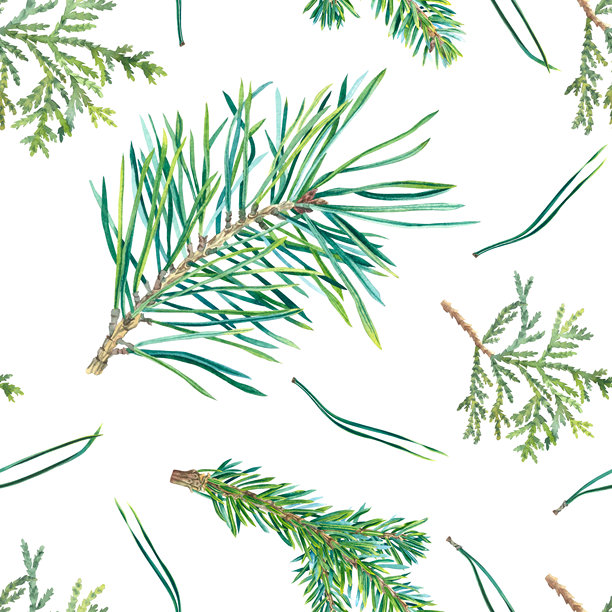 无缝图案，包含松树和冷杉的树枝、雪松的嫩枝和针叶。手绘水彩插图展示常青树。适用于圣诞节和新年装饰的针叶树枝背景。图片下载