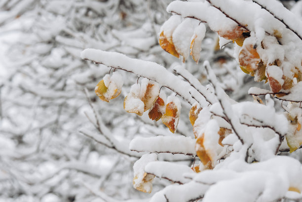 白雪覆盖在树枝和叶子上，寒冷的冬日特写。自然背景。选择性的植物背景。高质量照片。图片下载