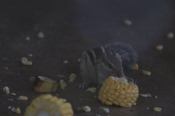 可爱的松鼠在森林中吃食物，早晨旅行时拍摄的照片图片下载