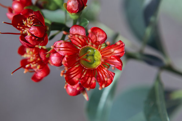 红色花朵背景。带有异国花卉的壁纸。留有空白的背景。祝贺用的图片。花园花卉。室内海报。房屋装饰的图片。花朵特写，微距照片。图片下载