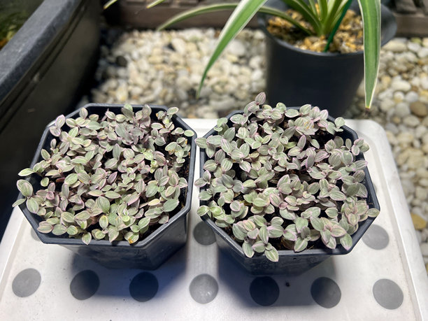 特写照片展示了各种小型盆栽多肉植物和其他室内植物，色调自然，排列在简单、极简的背景上。图片下载