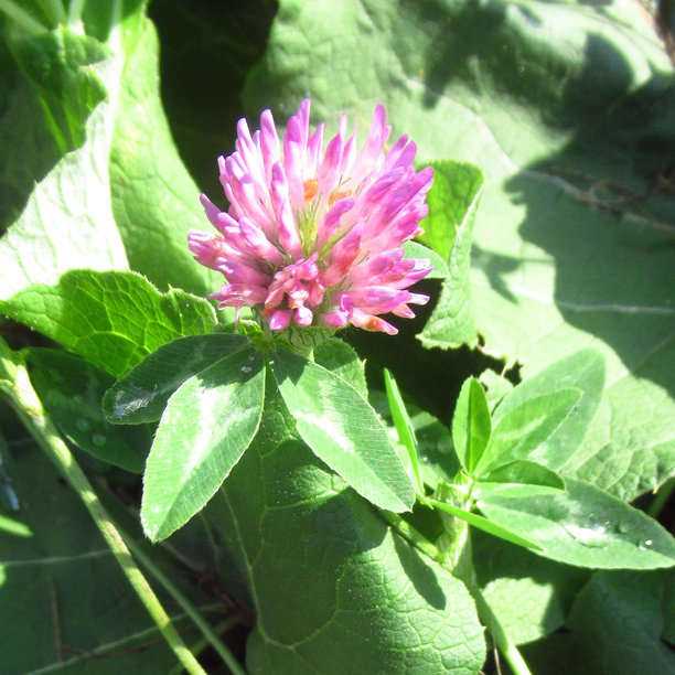 紫色草地上的草本三叶草植物照片图片下载