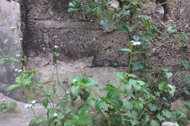 旧砖背景，杂乱的旧砖与绿色藤蔓植物纹理照片 | 自然照片图片下载