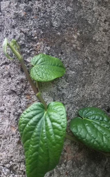 旧砖背景，杂乱的旧砖与绿色藤蔓植物纹理照片 | 自然照片图片下载