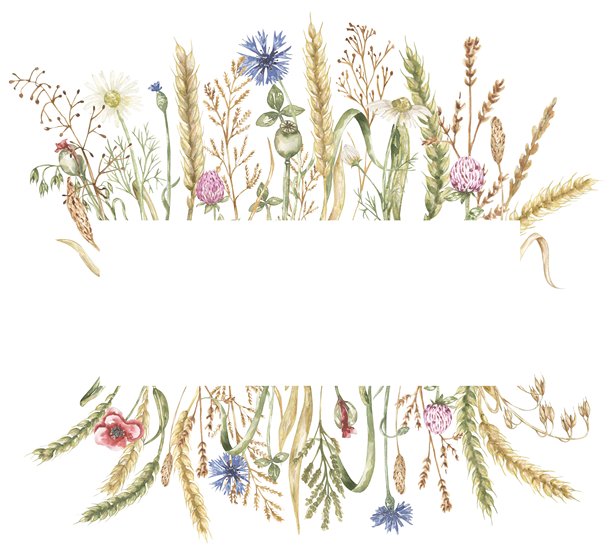 水彩细腻的草地花卉和小麦框架插图，手绘田野植物边框，野花排列图片下载