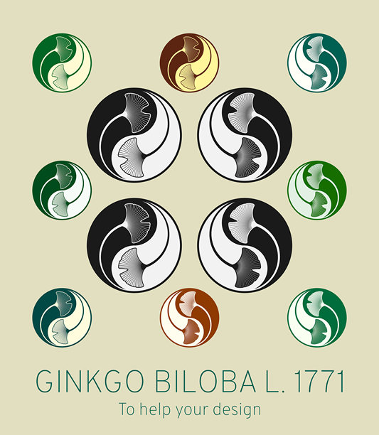 一组使用神圣几何法则和阴阳风格的银杏叶矢量插图。为设计师提供帮助。图片下载