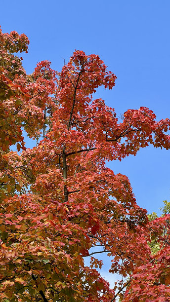 垂直照片展示了在蓝天映衬下的红色和黄色秋叶的糖枫树枝图片下载