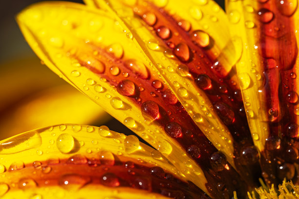 室内微距拍摄的明亮黄色花朵上沾有水滴，展现了自然之美的彩色照片图片下载