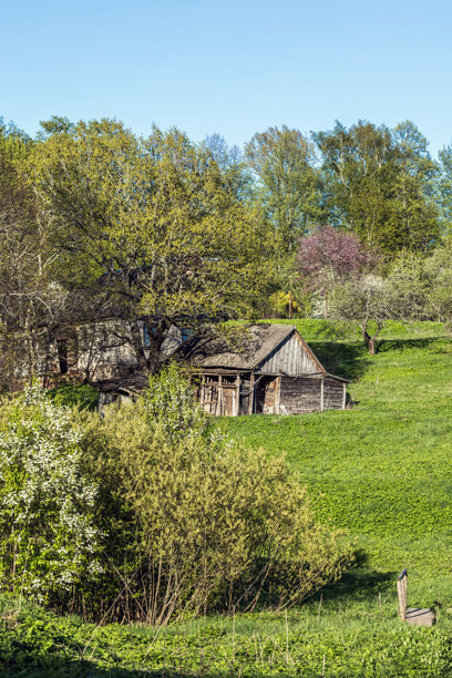 俄罗斯乡村风景，夏日拍摄的竖版照片图片下载