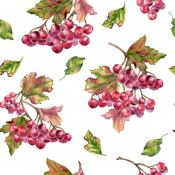 红色西洋接骨木浆果水彩无缝图案，孤立。雪球树浆果与树枝、叶子在植物学重复背景中手绘。手绘红色浆果用于纺织品和包装。图片下载