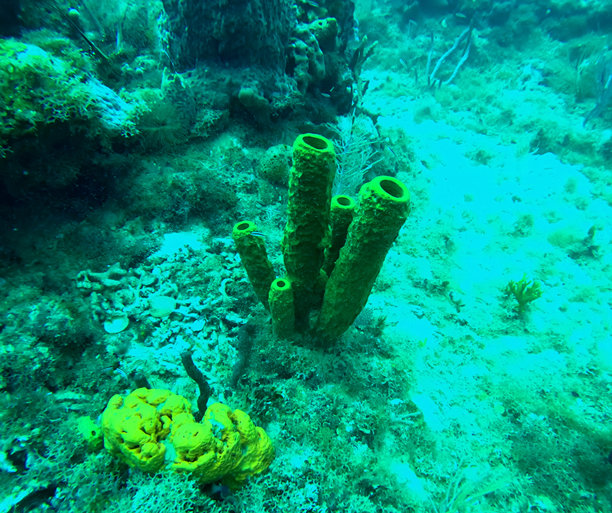 加勒比海底的黄色管状海绵，潜水的水下照片图片下载