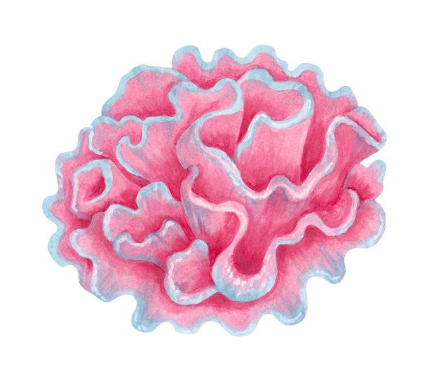 硬粉色珊瑚礁。水彩和马克笔插图。海洋野生动物。手绘孤立艺术。水生生态系统。用于化妆品包装设计和旅游指南的水下海底动物。图片下载