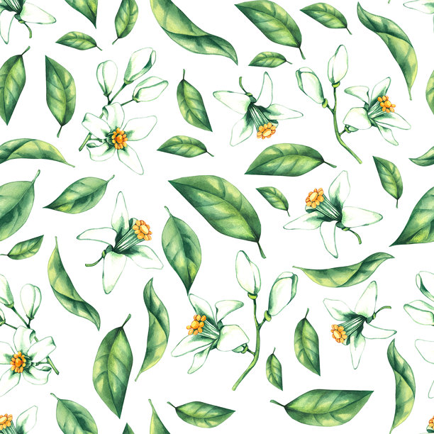 手绘水彩橙色热带水果图片下载