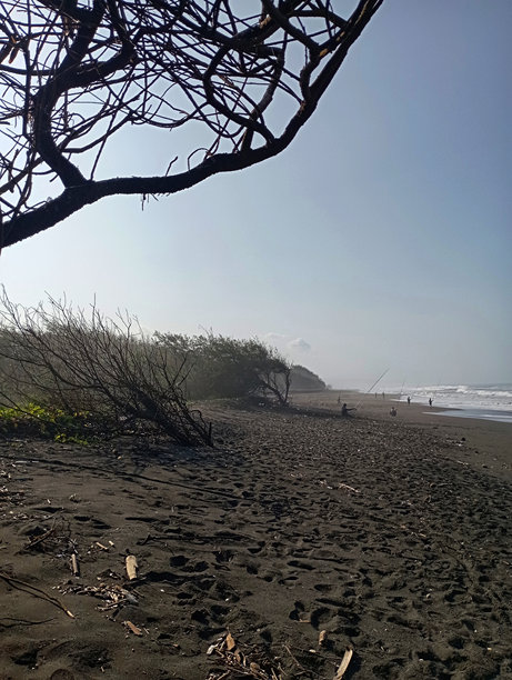黑沙滩的特写照片，伴有一些海滩植物图片下载