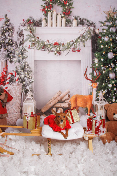 在专业摄影棚中拍摄的美丽圣诞节吉娃娃狗照片图片下载