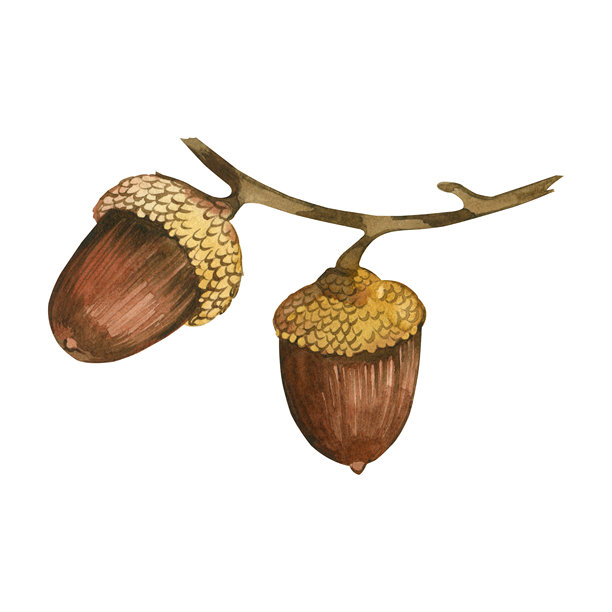 树枝上的橡果。成熟的棕色橡果，带有浅色帽子，手绘水彩画。水彩插图。适合用于感恩节的卡片和邀请函打印。图片下载