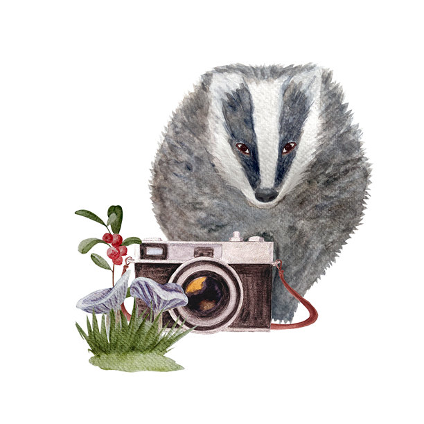 相机、獾、蘑菇、越橘枝的水彩插图，背景为白色。图片下载