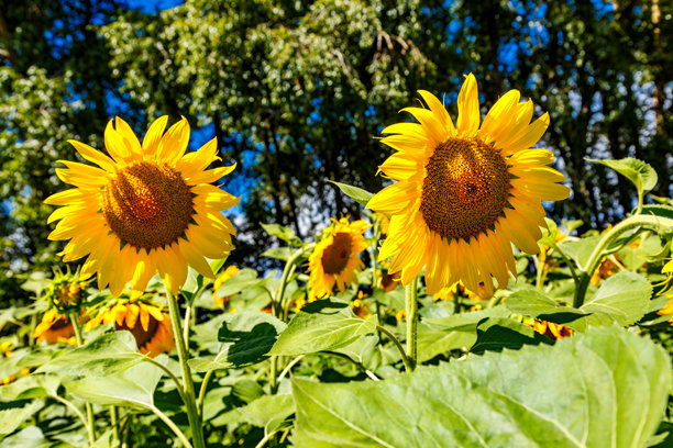 农业田野上金黄色的向日葵与天空中的云朵相映成趣。向日葵田。金色日落。向日葵特写。农业产业。花卉图片。图片下载
