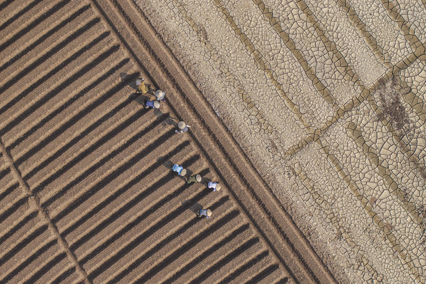 在一个按照新标准进行清洁农业和食品安全的胡萝卜种植田里。照片拍摄于2024年10月13日，地点：北宁。图片下载