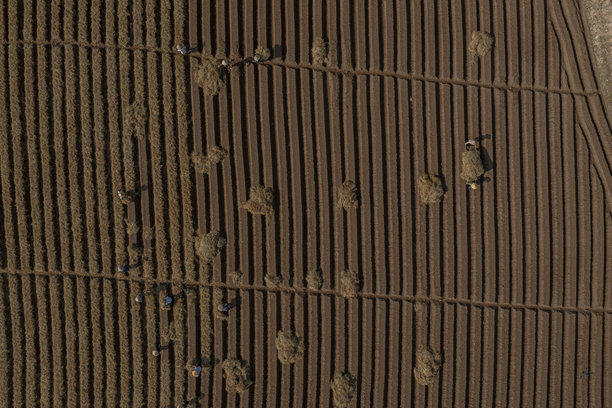 在一个按照新的清洁农业和食品安全标准种植胡萝卜的田野中。照片拍摄于2024年10月13日，地点：北宁。图片下载