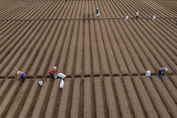 在一个按照新的清洁农业和食品安全标准种植胡萝卜的田野里。照片拍摄于2024年10月13日，地点：北宁。图片下载