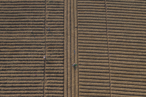 在一片按照新标准进行清洁农业和食品安全的胡萝卜种植田中。照片拍摄于2024年10月13日，地点：北宁。图片下载