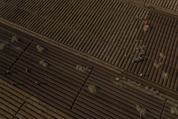 在一片按照新标准进行清洁农业和食品安全的胡萝卜种植田中。照片拍摄于2024年10月13日，地点：北宁。图片下载